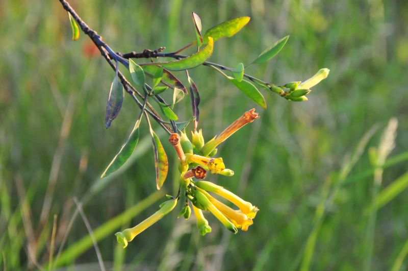 Nicotiana glauca / Tabacco glauco